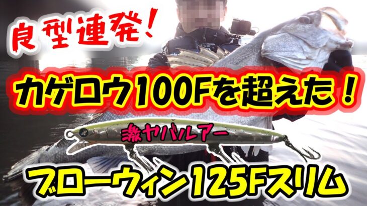 【良型シーバス連発！】あのカゲロウ100Fを完全に超えた！ブローウィン125Fスリム実釣解説