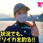 【エギング】夕まずめ、こんな場所に投げたら釣れました!! （11月後半 アオリイカ）