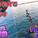 茨城県　那珂湊港　サビキ釣り　11月上旬　イワシ大漁の日　2022