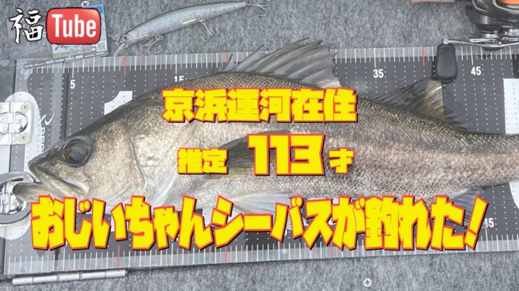 推定113才おじいちゃんシーバスが釣れた👴