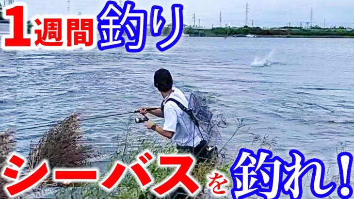 《1週間釣り生活＃4》難関のデイシーバスを攻略せよ！！！