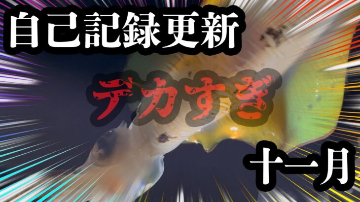 エギング【釣れたイカがデカすぎました】2022 11月 エギング