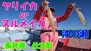 2022シーズンヤリイカ釣り　春盛丸さんでの仕立船です。　【ヤリイカ釣り】【スルメイカ釣り】【ブランコ仕掛け】