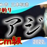 サビキ釣り  アジ 東かがわ市三本松港 2022.11.19