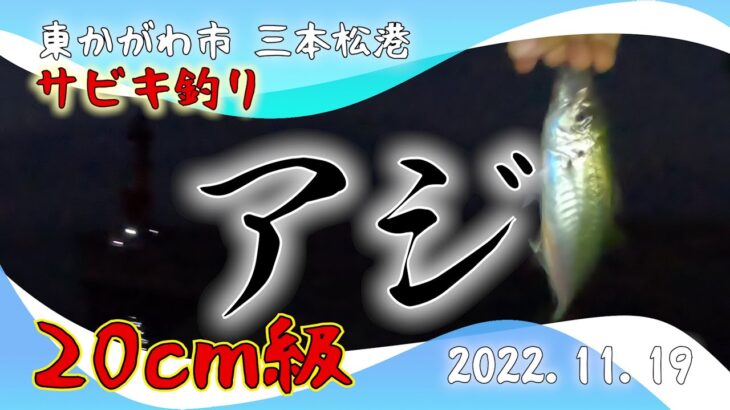 サビキ釣り  アジ 東かがわ市三本松港 2022.11.19