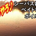 【佐渡の河口釣り】シーバス目視確認ベイト大量発生ボイル多発！あとは釣るだけ！結果は？〈2022年10月下旬〉