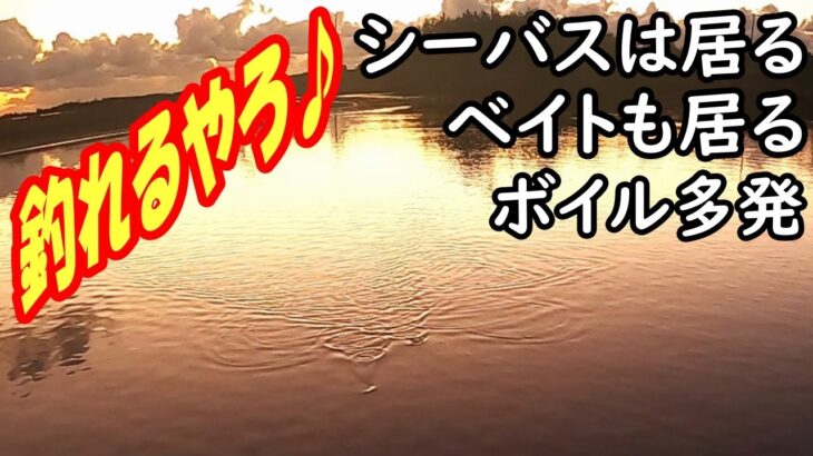 【佐渡の河口釣り】シーバス目視確認ベイト大量発生ボイル多発！あとは釣るだけ！結果は？〈2022年10月下旬〉