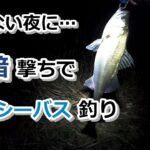 眠れない夜に…明暗撃ちでシーバス釣り【2022年10月22日】