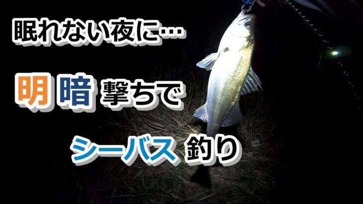 眠れない夜に…明暗撃ちでシーバス釣り【2022年10月22日】