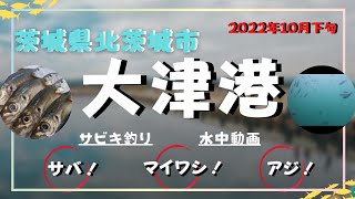 2022年10月下旬【茨城県北茨城市大津港】でサビキ釣りしてみたら…♯51