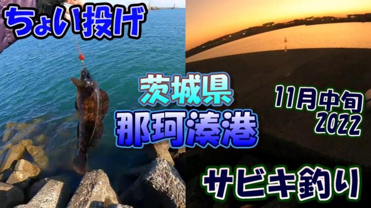 茨城県　那珂湊港　ちょい投げの日　サビキ釣りの日　2日分　11月中旬　2022