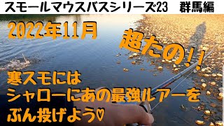 【川スモールマウスバス釣り　シリーズ23　群馬編】１１月晩秋の寒スモールはシャローにあの最強ルアーをぶち込もう!!