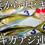 【砂浜で40cmのアジが釣れる！】サーフからぶっこみサビキを投げるとギガアジが連発しました。