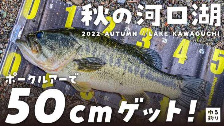 【河口湖バス釣り】50cmのデカバスをオカッパリで攻略〜ポークルアーで40UP〜50cmクラスのブラックバスをGET！【2022年秋】