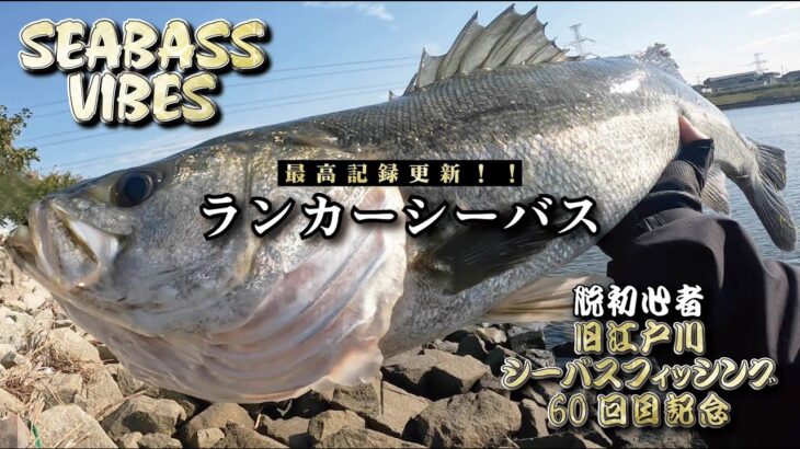 〈60回目記念シーバスフィッシング〉東京湾奥 旧江戸川デイゲーム！自己最高記録ランカーシーバス！！朝マズメから出撃！