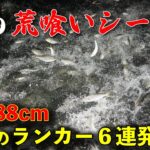 【シーバス】ランカー祭り！80cmオーバーのシーバスが6連発！？東京湾のコノシロパターンを大型ルアー で攻略！（ウェイキーブー170の解説付き）