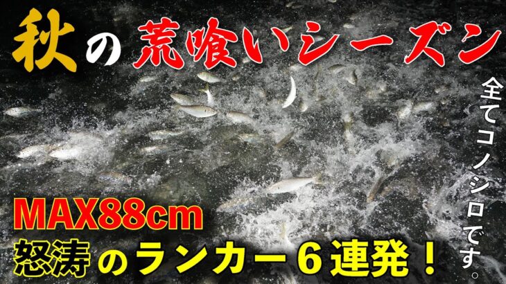 【シーバス】ランカー祭り！80cmオーバーのシーバスが6連発！？東京湾のコノシロパターンを大型ルアー で攻略！（ウェイキーブー170の解説付き）