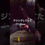 アジングしてたら85cmの魚釣れた日 #shorts