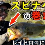 【バス釣り】和田真至さん（RAID JAPAN）のスピナーベイト/晩秋の使い方・巻き方で釣れる方法！巻物は〇〇のように使え！【スピナベ】【タックル】【レベルスピン】【ブースト】【11月ため池攻略】