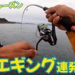 アオリイカ入れ食い！秋イカTRエギングで連発！