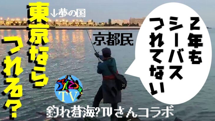 シーバス釣れなさすぎて東京湾まで遠征してみた【釣れ蒼海？TVさんコラボ】（2022年11月旬中旬 ）（舞鶴・由良川→東京遠征）