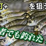 【アジング】初心者の僕でも釣れた！！常夜灯+〜〜〜を狙うと釣果UPかも。