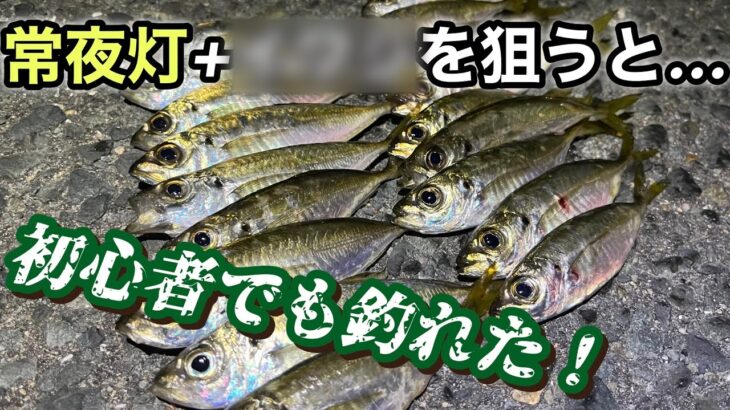 【アジング】初心者の僕でも釣れた！！常夜灯+〜〜〜を狙うと釣果UPかも。