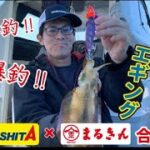 伊万里湾でティップランエギング!! YAMASHITA エギ王TRで爆釣!!【つり具のまるきん釣り情報】