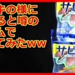 【アジング】iisei海太郎のサビキ的で釣ってみたww