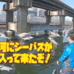 京浜運河にシーバスが大量に入って来たぞ❗️