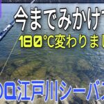 プロはやはり凄い！今日の旧江戸川シーバス情報!