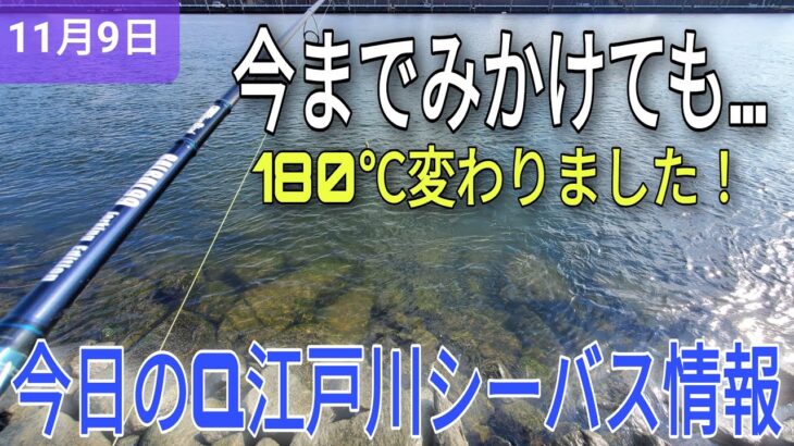 プロはやはり凄い！今日の旧江戸川シーバス情報!