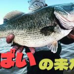 【琵琶湖デカバス】秋の琵琶湖おかっぱりバス釣り🎣タヌキみたいなお腹のバスが釣れた🎣✨