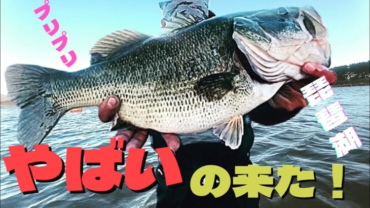 【琵琶湖デカバス】秋の琵琶湖おかっぱりバス釣り🎣タヌキみたいなお腹のバスが釣れた🎣✨