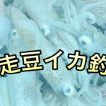 網走豆イカ釣り🎣