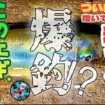 【秋イカ】リベンジ達成！そしてまさかの爆釣⁉︎春イカサイズも⁉︎（エギング／アオリイカ）このエギが最強だった