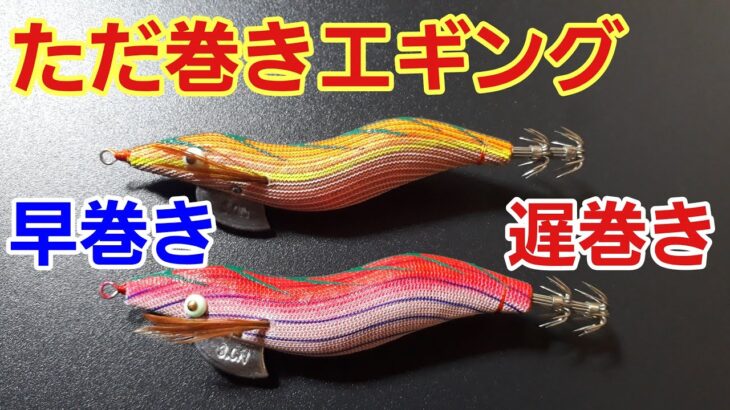 【エギング】早巻きと遅巻きで誘うただ巻きエギング🎣