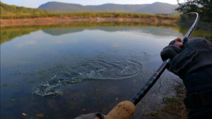 寒さとか関係ない… バスが釣れまくるエサみたいなルアーがコレです「秋のバス釣り」「野池」「セビレ」