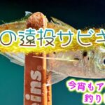 ◆深夜限定のアジ釣り◆電気ウキ投げサビキで静かにアジを釣ってワンプレート料理。