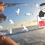 【鹿島灘サーフ】ベイトが寄って鳥が来た！これは激アツ確定だ🎣