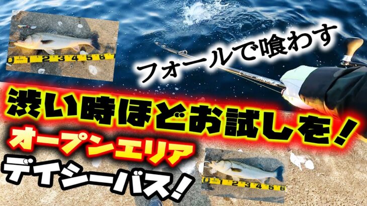 渋い時こそお試しを！フォールで喰わすオープンエリアシーバス！ – 落として巻くだけタダ巻き釣法 沖堤防編 –