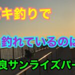 サビキ釣りで釣れているのは？吉良サンライズパーク