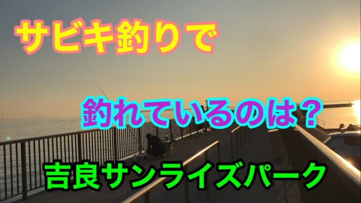 サビキ釣りで釣れているのは？吉良サンライズパーク