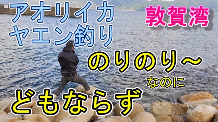 【アオリイカ　ヤエン釣り】のりのりなんだけどねぇ・・・　海釣り　イカ釣り