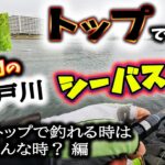 トップで出す！真昼間の旧江戸川シーバス！ – ど日中トップで釣れるときはこんな時？編 – 東京湾奥一級河川シーバス