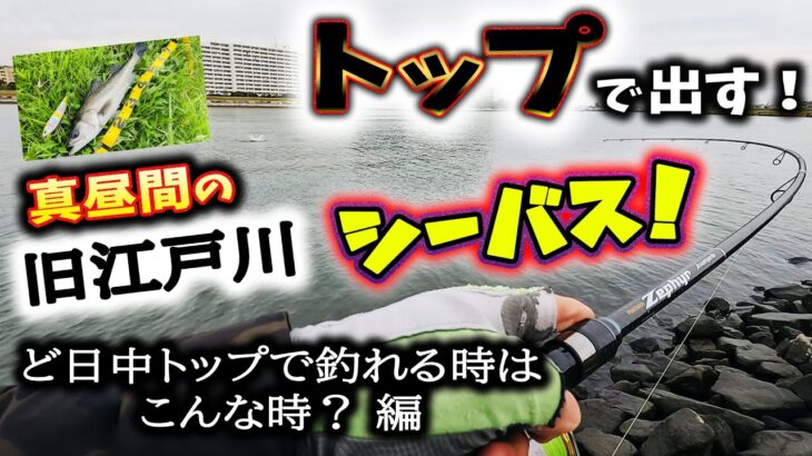 トップで出す！真昼間の旧江戸川シーバス！ – ど日中トップで釣れるときはこんな時？編 – 東京湾奥一級河川シーバス