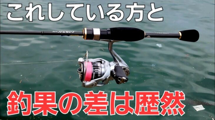 【アジング】デイアジングで数を釣る為にしてる事