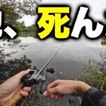 この野池でブラックバスが釣れなくなった理由とは？【バス釣り】