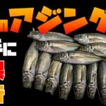 宮城の秋アジングは初心者でもこんな感じで釣れました。