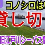 貸し切りの旧江戸川シーバス情報！ベイトはまあまあ居ました！コノシロとイナッコです！